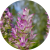 Living Libations Clary Sage Essential Oil