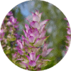 Living Libations Clary Sage Essential Oil