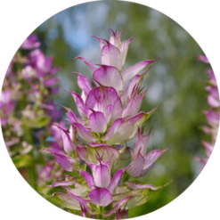 Living Libations Clary Sage Essential Oil