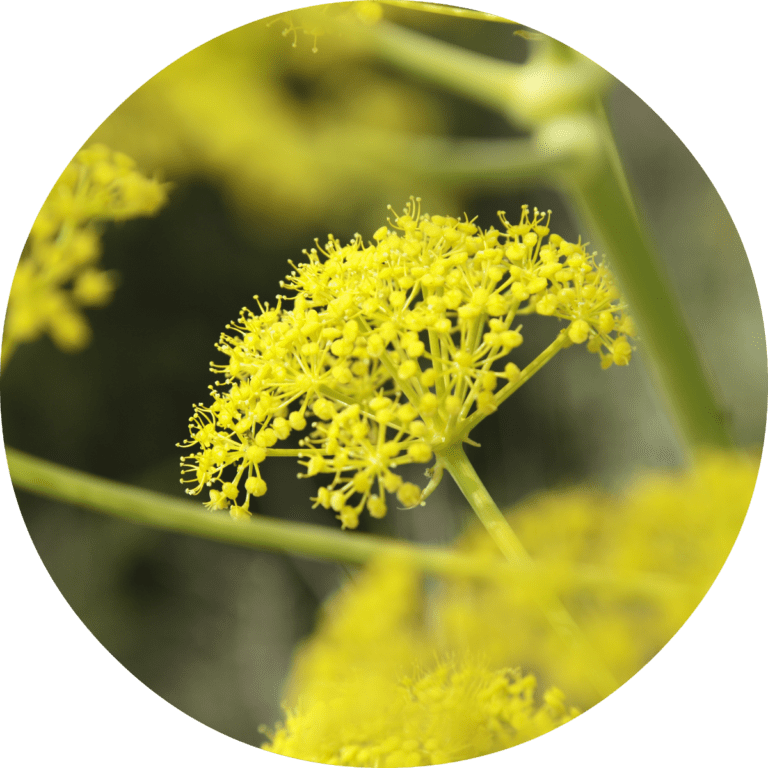 Living Libations Fennel Essential Oil