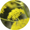Living Libations Fennel Essential Oil