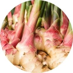 Living Libations Ginger Root Essential Oil
