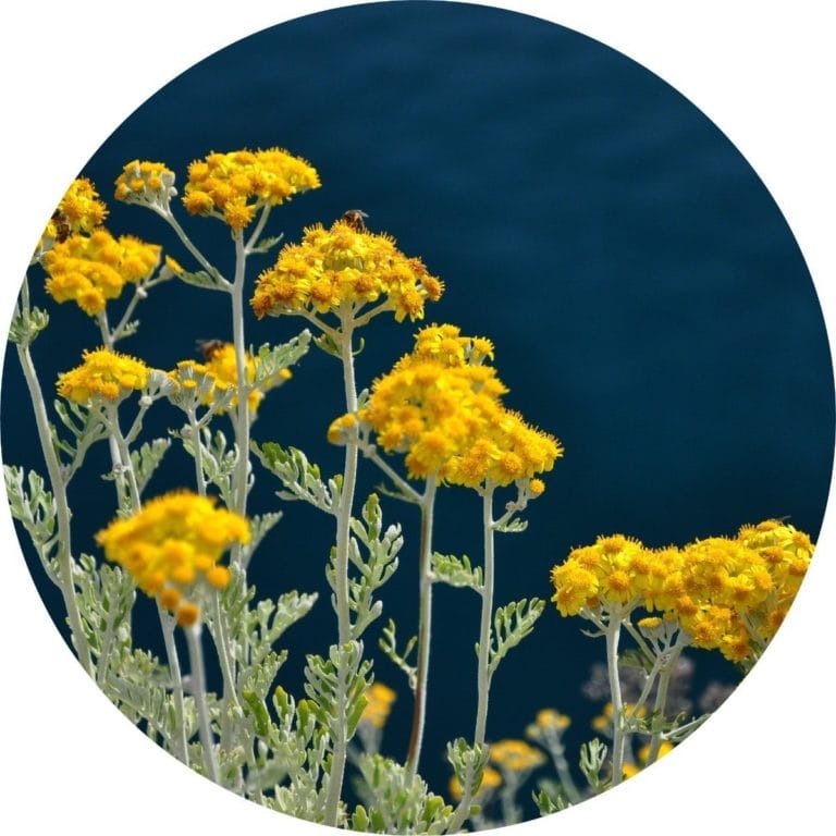 Living Libations Immortelle Essential Oil