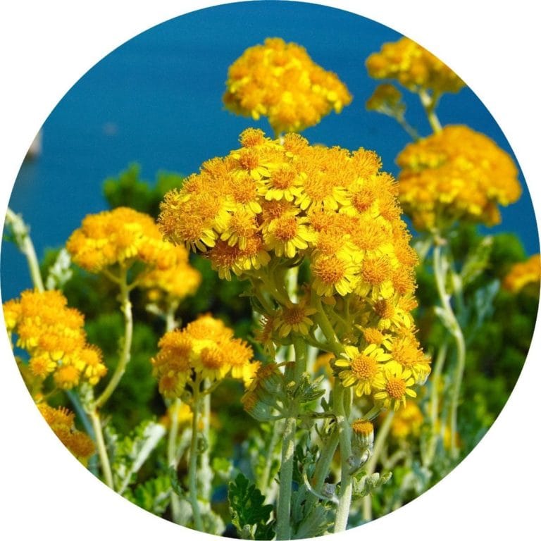 Living Libations Immortelle Essential Oil