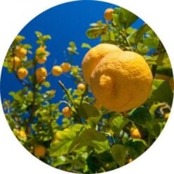 Living Libations Lemon Essential Oil