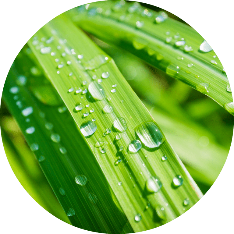 Living Libations Lemongrass Essential Oil