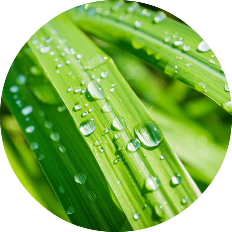 Living Libations Lemongrass Essential Oil