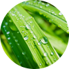 Living Libations Lemongrass Essential Oil