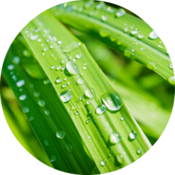Living Libations Lemongrass Essential Oil