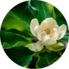 Living Libations Magnolia Leaf Essential Oil