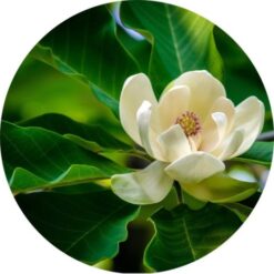 Living Libations Magnolia Leaf Essential Oil
