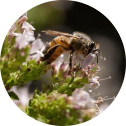 Living Libations Marjoram Essential Oil