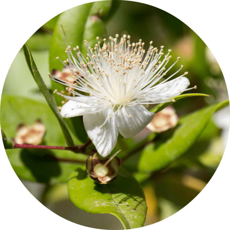 Living Libations Myrtle Essential Oil