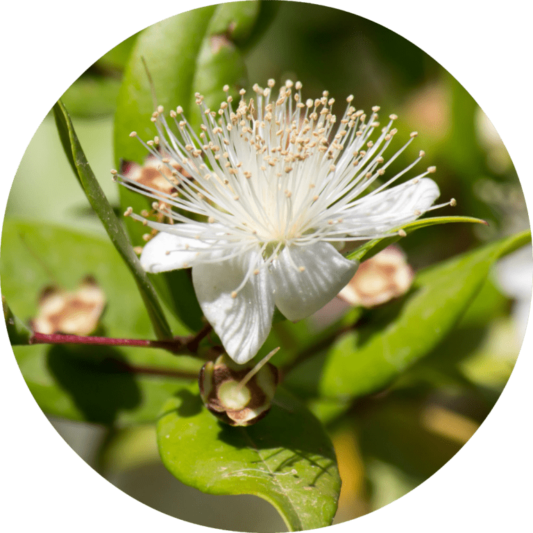 Living Libations Myrtle Essential Oil