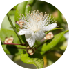 Living Libations Myrtle Essential Oil