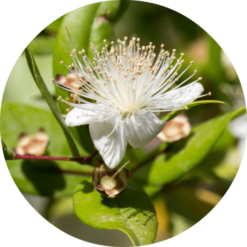 Living Libations Myrtle Essential Oil