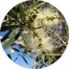 Living Libations - Niaouli Essential Oil Round