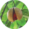 Living Libations Nutmeg Essential Oil