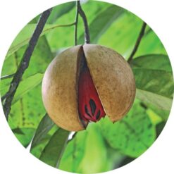 Living Libations Nutmeg Essential Oil