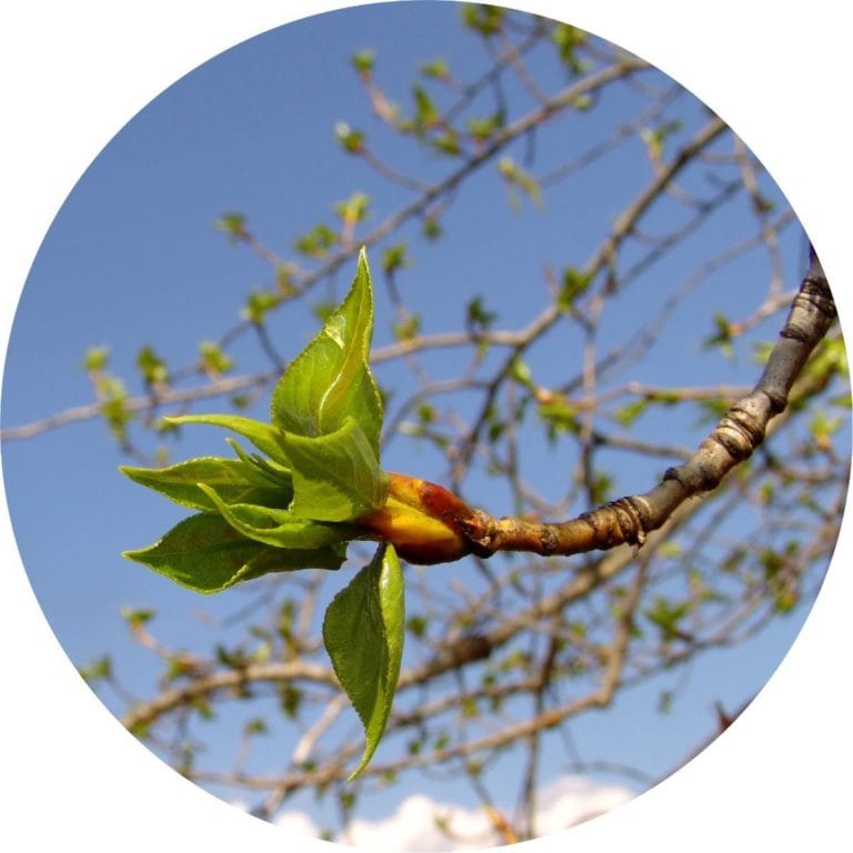 Living Libations Popluar Bud Absolute