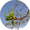Living Libations Popluar Bud Absolute
