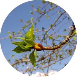 Living Libations Popluar Bud Absolute