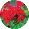 Living Libations Roses over Geranium