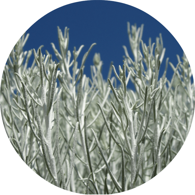 Living Libations Sage, Desert Essential Oil