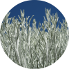 Living Libations Sage, Desert Essential Oil