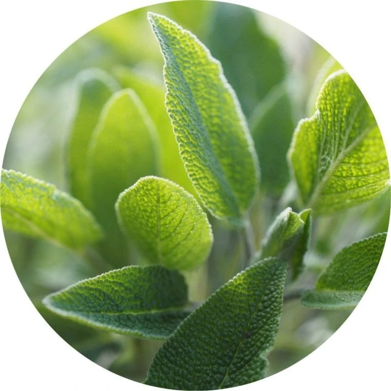 Living Libations - Sage Essential Oil