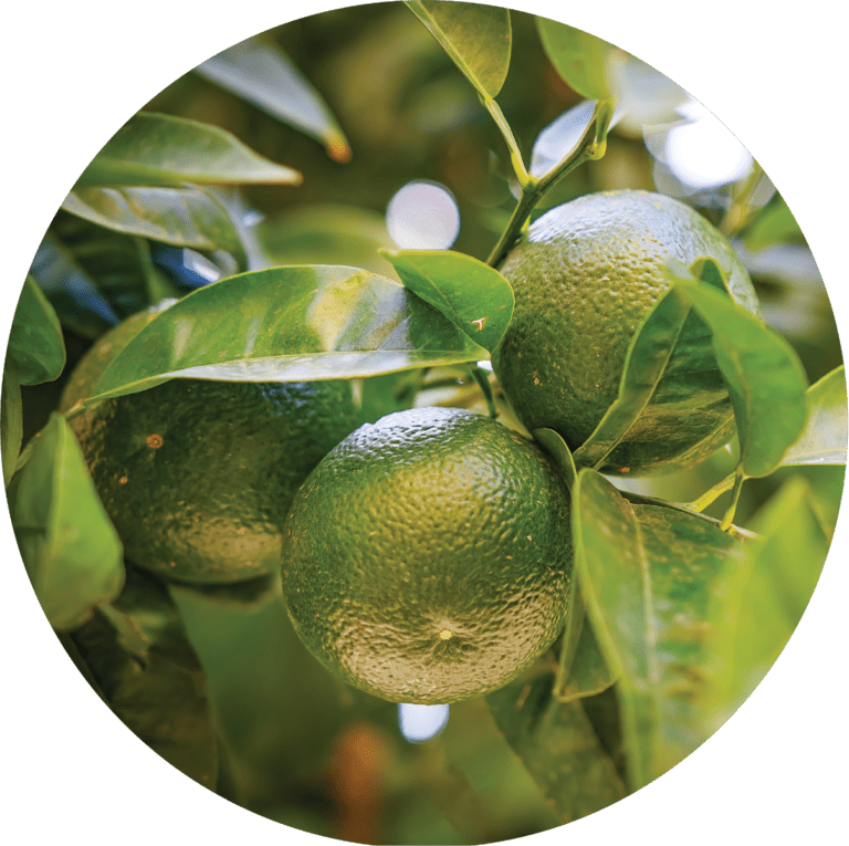 Living Libations Tangerine Essential Oil