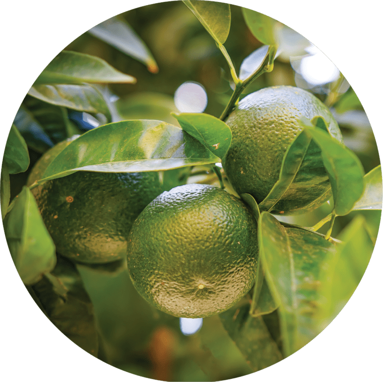 Living Libations Tangerine Essential Oil
