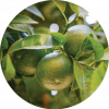 Living Libations Tangerine Essential Oil