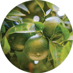 Living Libations Tangerine Essential Oil