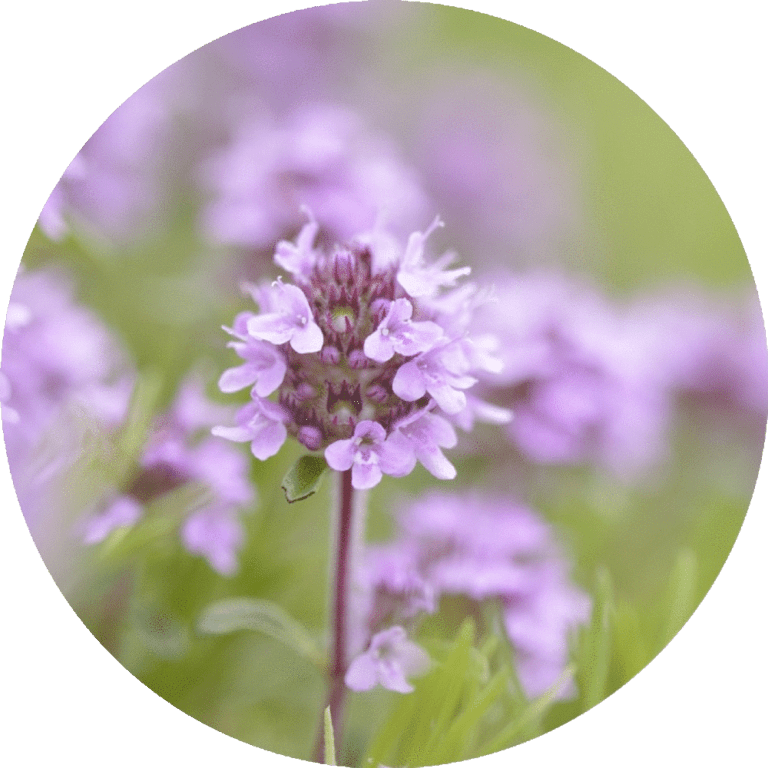 Living Libations Thyme, Sweet Esential oil