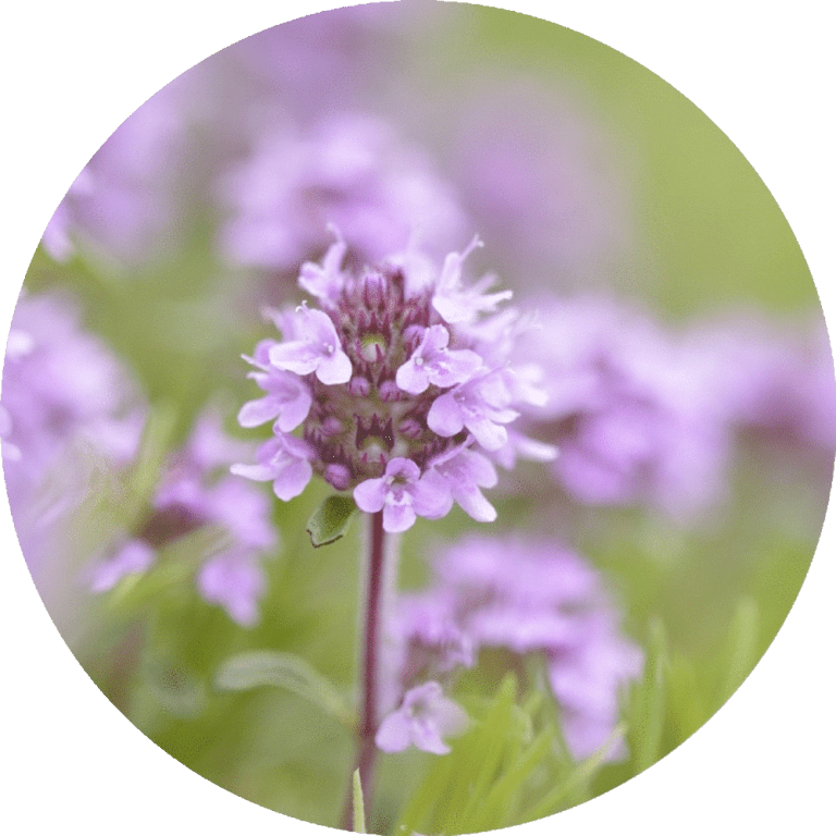 Living Libations Thyme, Sweet Esential oil