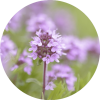 Living Libations Thyme, Sweet Esential oil
