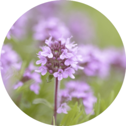 Living Libations Thyme, Sweet Esential oil