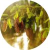 living libations spruce white essential oil