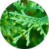 Cedar Leaf, Red Essential Oil Living Libations