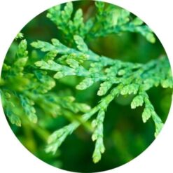 Cedar Leaf, Red Essential Oil Living Libations