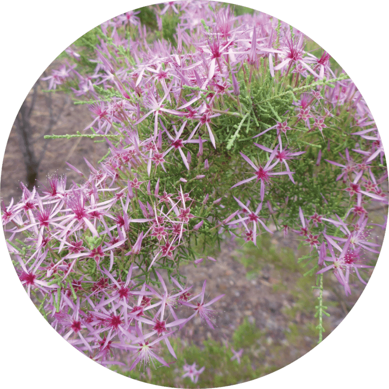 Living Libations Australian Heather Essential Oil