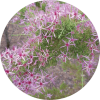 Living Libations Australian Heather Essential Oil