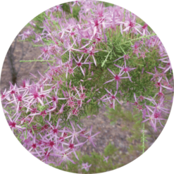 Living Libations Australian Heather Essential Oil