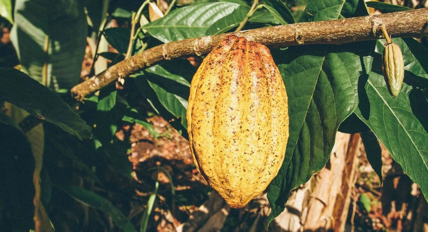 raaka_chocolate_unroasted_dark_chocolate_bean_to_bar_process_mill_close_shiny