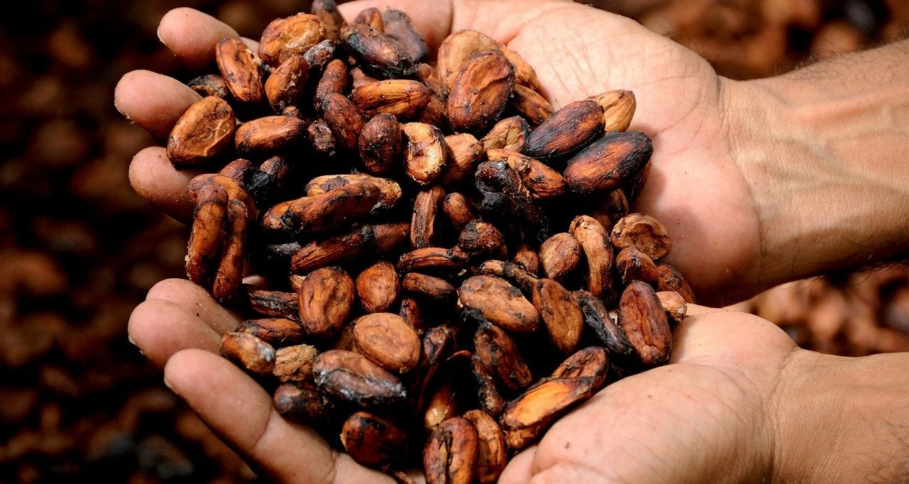 Raaka chocolate