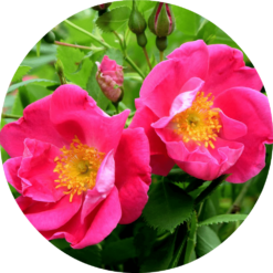 Living Libations Rose, Apothecary Absolute