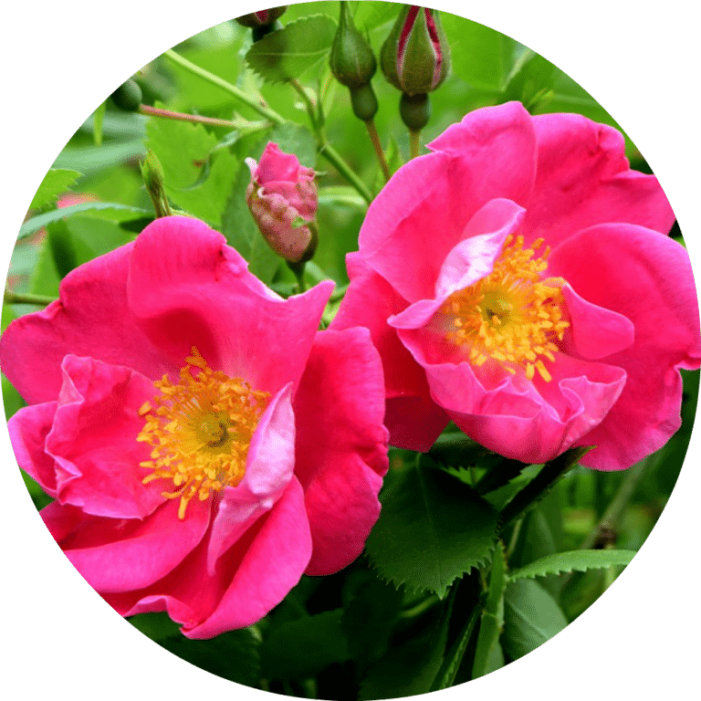Living Libations Rose, Apothecary Absolute