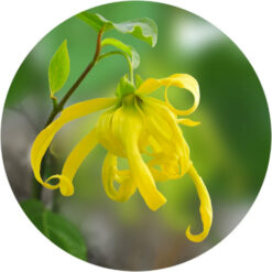 Ylang Complete Essential Oil