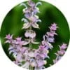 living libations Clary sage absolute